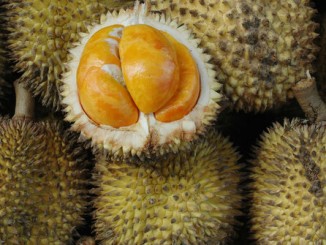 durian-durian