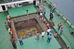 捕獲されたサメとデッキ -海洋水産省サイト-