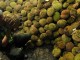 durian-enak-medan-780x390